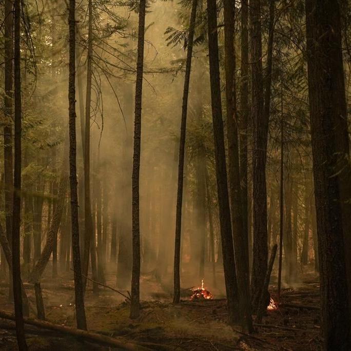 ºÚÁϳԹÏÍøs unified on forest protection although wildfire cause divisive: poll